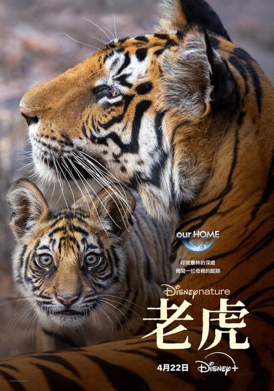 老虎 (2024)-光鸭·臻影社